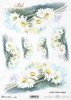 margerytka, margerytki, kwiat, ogród, łąka, wiosna, autorka grafiki Maria Kopeć, R908, marguerite, flower, garden, meadow, spring, Margerite, Blume, Garten, Wiese, Frühling, marguerite, marguerites, flor, jardín, prado, primavera